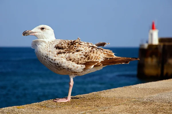 Heering gull perched on wall — Stock Photo, Image