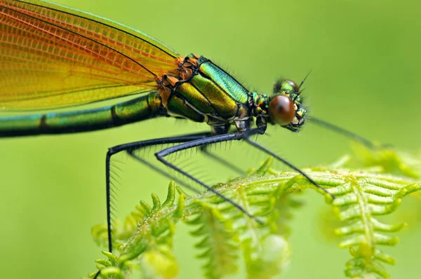 Macro damselfly em samambaia — Fotografia de Stock