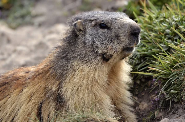 Ritratto Marmotta alpina — Foto Stock