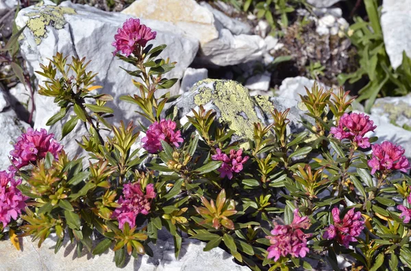 Alpenrose 花在法国阿尔卑斯山 — 图库照片