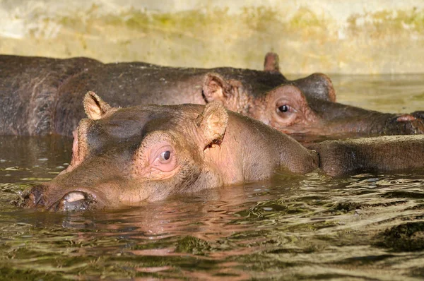 Hippopotamus in water — Stock Photo, Image