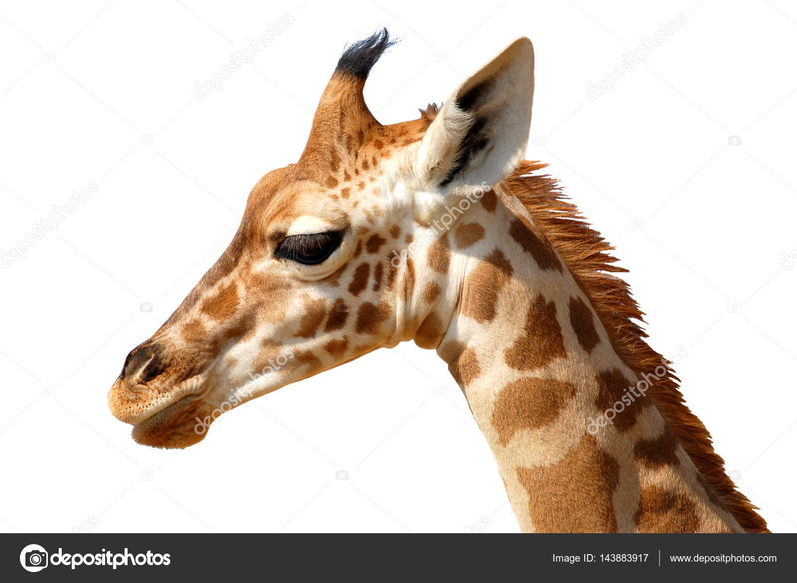 Isolated Portrait Of Giraffe Stock Photo Image By C Christian