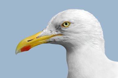 Martı izole portresi