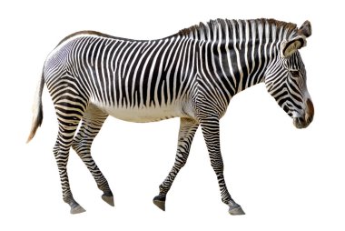 izole grevy zebra