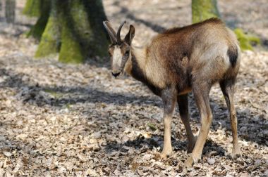 Chamois ölü yaprak üzerinde