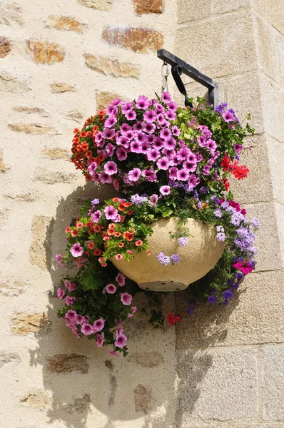 Hanging flower pot — Stock Photo, Image