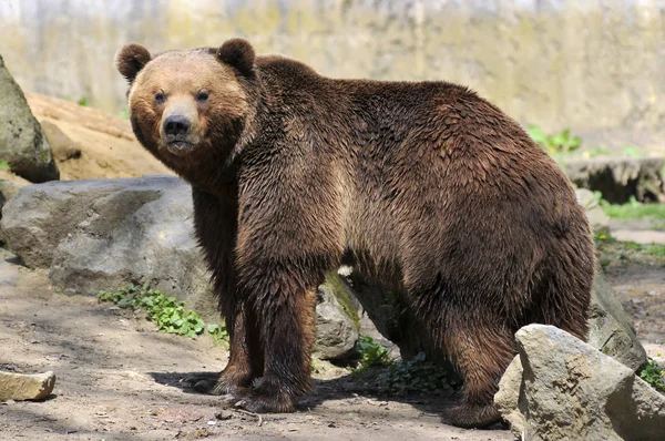 Urso marrom de pé — Fotografia de Stock