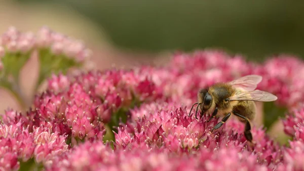 Miel de abeja alimentándose de sedum flor — Foto de Stock