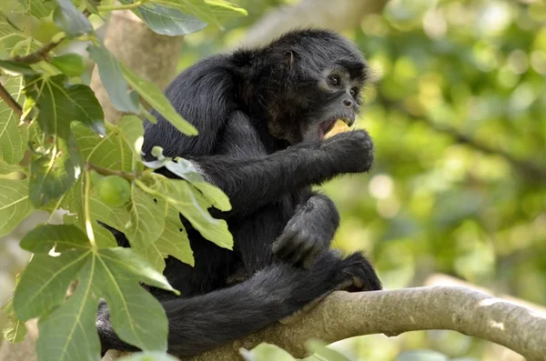 Μαύρο-επικεφαλής πίθηκος αράχνη στο δέντρο — Φωτογραφία Αρχείου