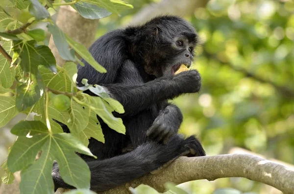 Singe araignée à tête noire dans l'arbre — Photo