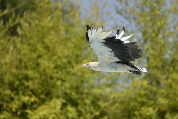 Uçuş kartal — Stok fotoğraf