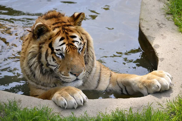 Tigris a vízben — Stock Fotó