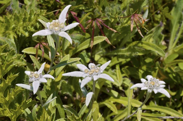 Edelweiss Alpin çiçekler — Stok fotoğraf