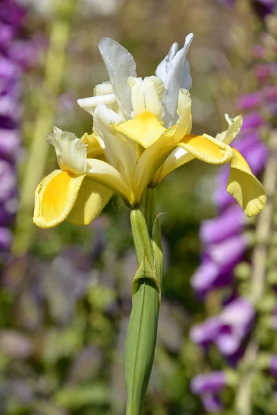 White and yellow iris — Stock Photo, Image