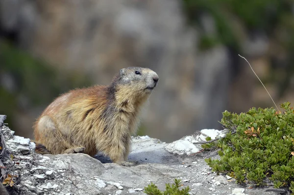 Alpina marmot på rock — Stockfoto