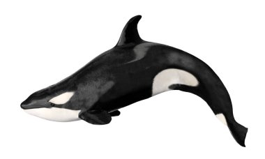 Isolated killer whale clipart