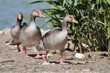 Group of greylag geese walking clipart