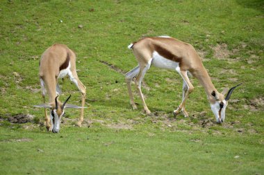 İki springboks otlatma