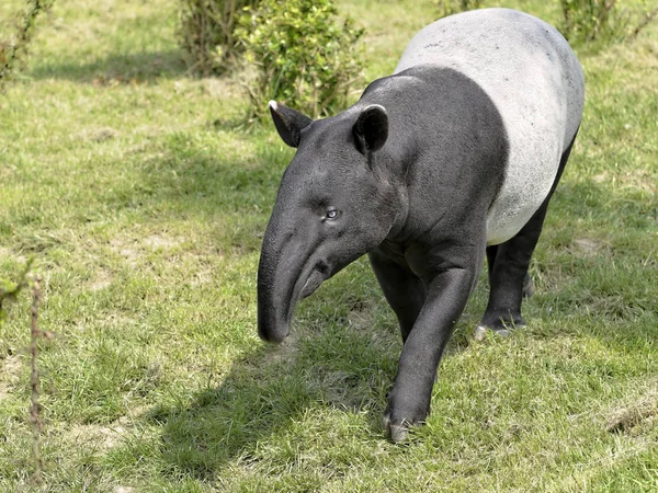 Çimenlerin üzerinde Malaya tapiri — Stok fotoğraf