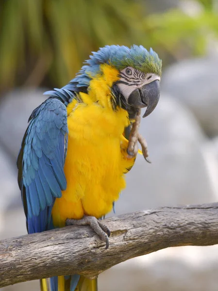 Gelbbrustara macaw on perch — Stock Photo, Image