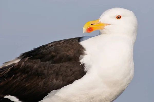 Πορτρέτο μεγάλη Black-backed Γλάρος — Φωτογραφία Αρχείου