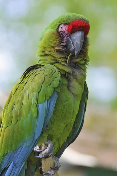 Closeup askeri Amerika papağanı — Stok fotoğraf