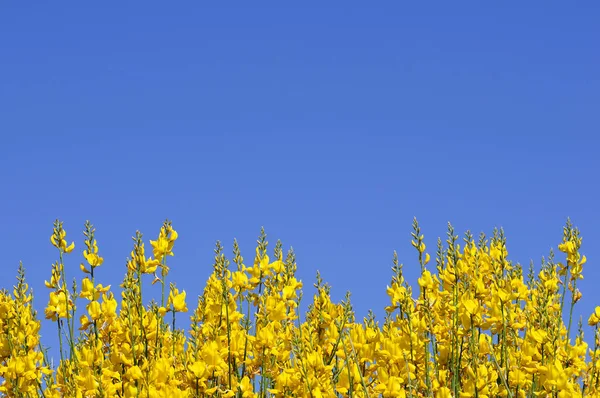 Blommande gul kvast — Stockfoto