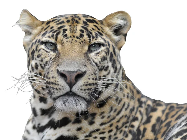 Izolované portrét Leopard — Stock fotografie