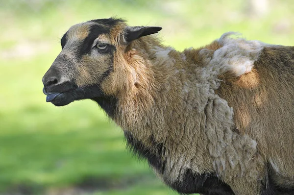 Porträtt av fåren på Cameroun — Stockfoto