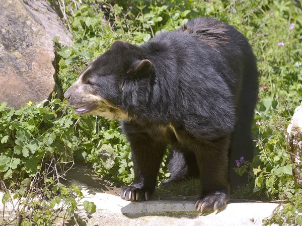 Andean bear among vegetation — Stock Photo, Image