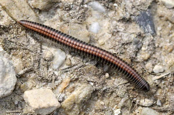 Millipede on ground — Stock Photo, Image