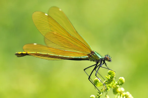 Macro damselfly em samambaia — Fotografia de Stock