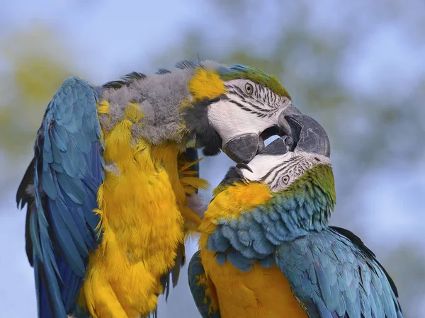 Dos guacamayos Gelbbrustara — Foto de Stock