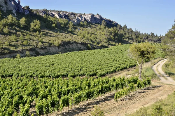 Winorośli w pobliżu Narbonne we Francji — Zdjęcie stockowe