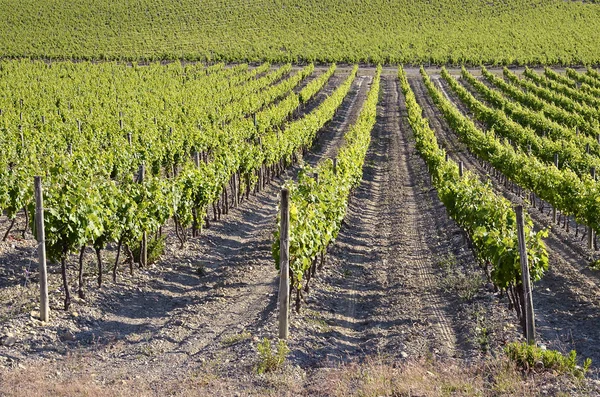 Vitigno vicino a Narbonne in Francia — Foto Stock