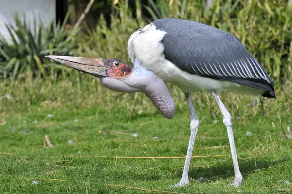 Marabou stork on grass — Stock Photo, Image