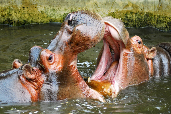 Hippopotamus playing in water