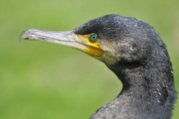Porträt des Weißbrustkormorans — Stockfoto