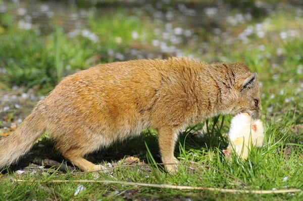 Gele Mongoose eten een kuiken — Stockfoto