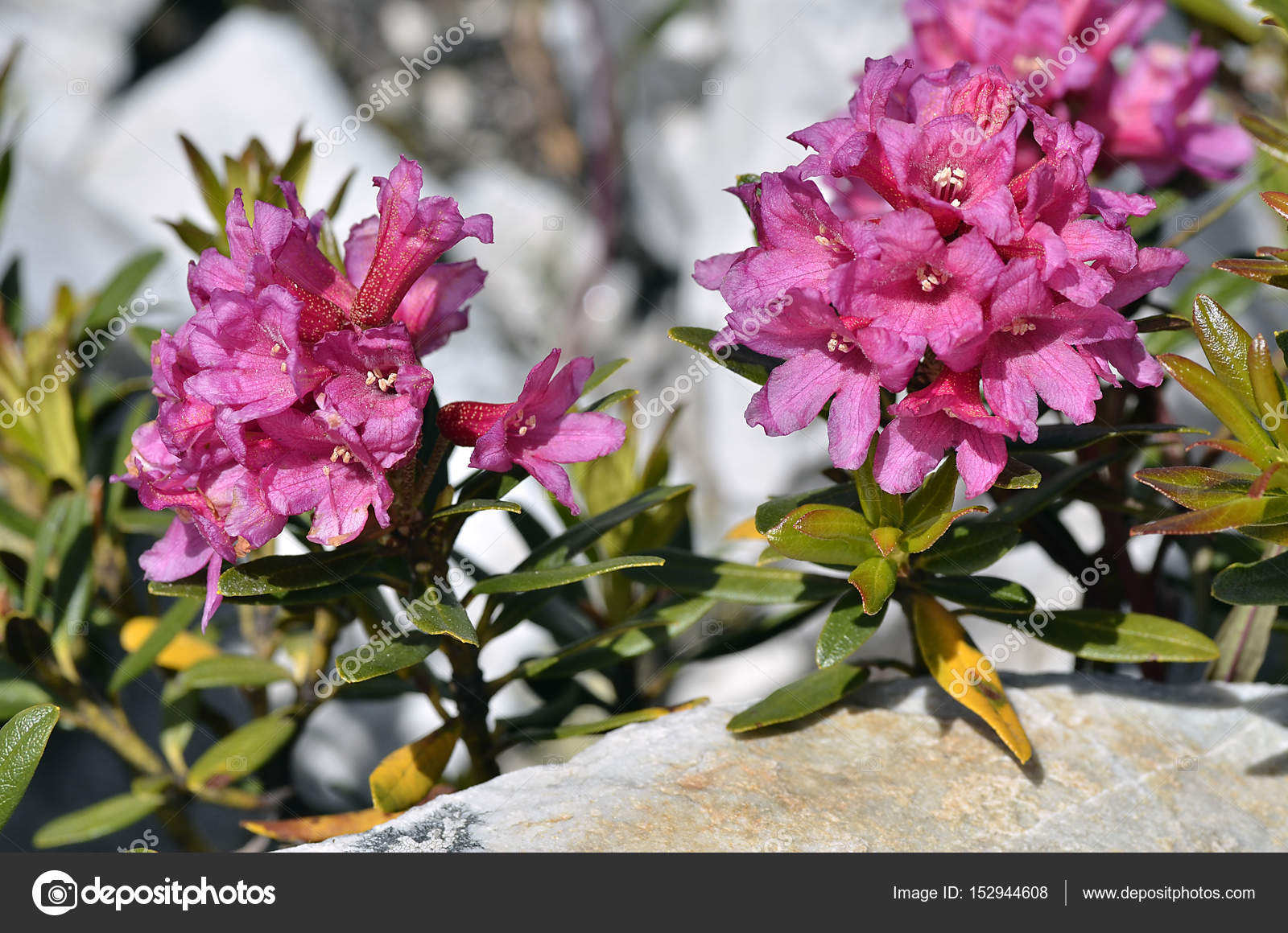 Alpenrose Flower In The French Alps Stock Photo By C Christian