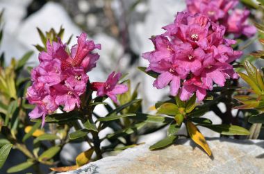 Fransız Alpleri'nde alpenrose çiçek