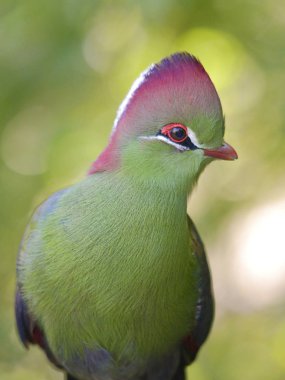 Fischer closeup turaco