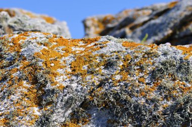 Quiberon Fransa, kayaya liken