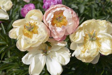 Chinese peony flowers clipart