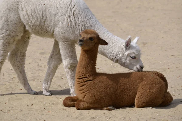Two young alpacas — Stock Photo, Image