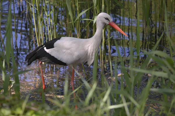 Cigogne blanche dans l'étang — Photo