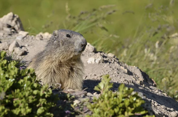 Ritratto Marmotta alpina — Foto Stock