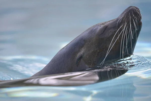 California Sea Lion swimming — Stock Photo, Image