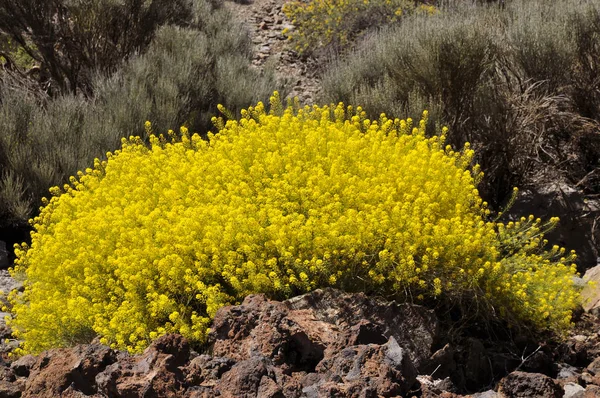 Желтые цветы на Тенерифе — стоковое фото