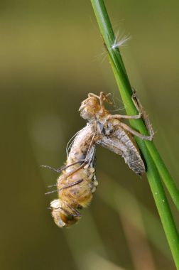 Onun krizalid çıkan yusufçuk